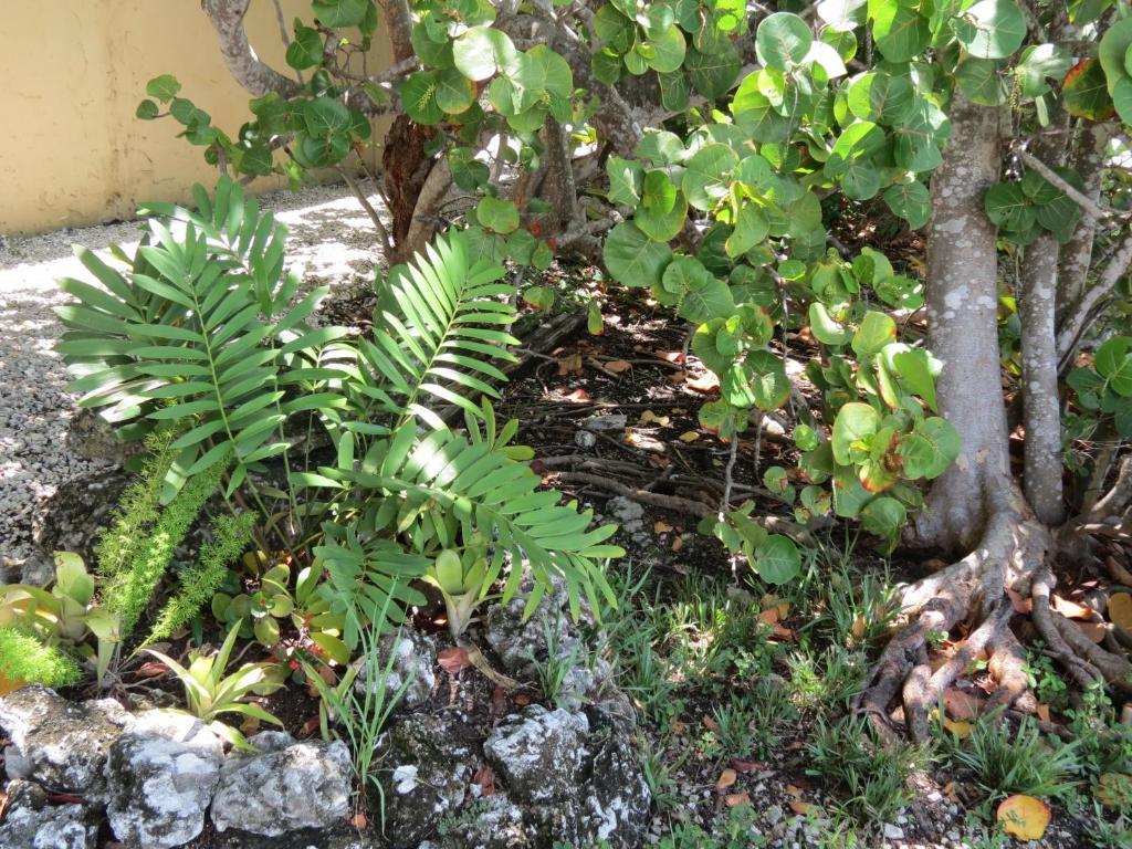 Ed & Ellen'S Lodgings Key Largo Motel Exterior photo